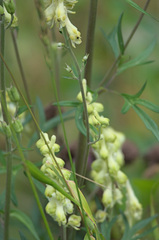 Aconitum barbatum