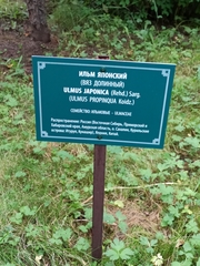 Ulmus davidiana japonica