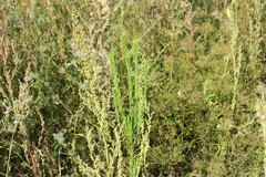 Atriplex sagittata