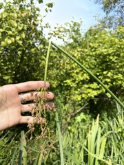 Schoenoplectus tabernaemontani