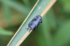 Histeridae