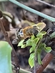 Palpada mexicana