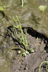 Limosella aquatica