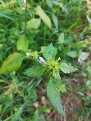 Galeopsis