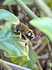 Palpada mexicana