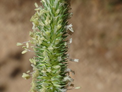 Phleum bertolonii