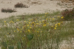 Senecio inaequidens