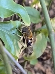 Palpada mexicana