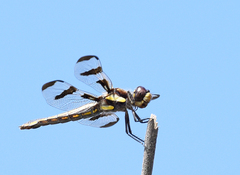 Libellula pulchella