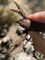 Cambarus robustus