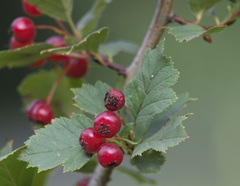 Crataegus sanguinea