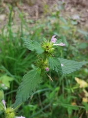 Galeopsis