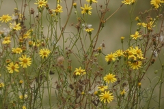 Senecio inaequidens