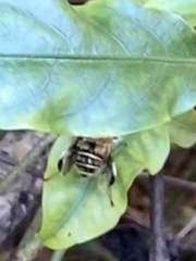 Palpada mexicana