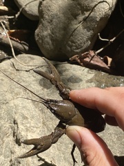 Cambarus robustus