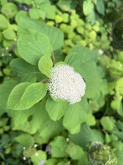 Hydrangea arborescens