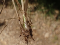 Phleum bertolonii