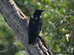 Corvus brachyrhynchos