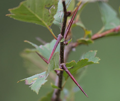 Crataegus sanguinea