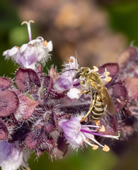 Halictus subauratus