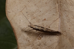 Plutella xylostella