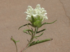 Prunella laciniata