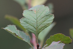 Crataegus sanguinea