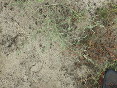 Corispermum hyssopifolium