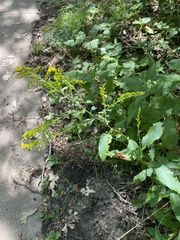 Solidago ulmifolia