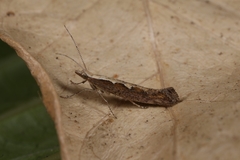 Plutella xylostella