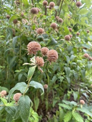 Monarda fistulosa