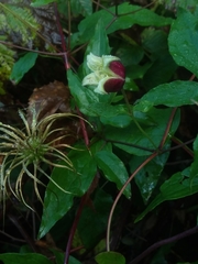 Clematis viorna