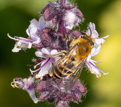 Colletes hederae