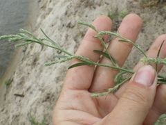 Corispermum hyssopifolium