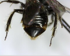 Anthophila