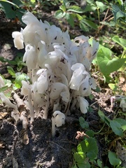 Monotropa uniflora