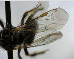 Anthophila