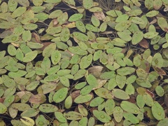 Potamogeton natans