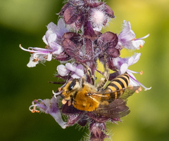 Colletes hederae