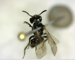 Anthophila