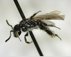 Anthophila