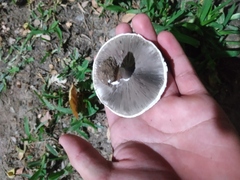 Agaricus campestris