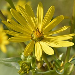 Silphium perfoliatum