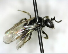 Anthophila