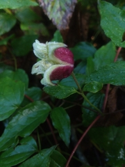 Clematis viorna