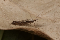 Plutella xylostella