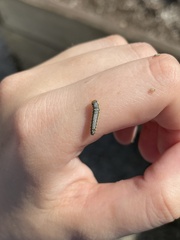 Evergestis rimosalis