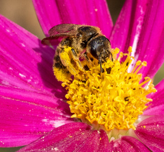Halictus scabiosae