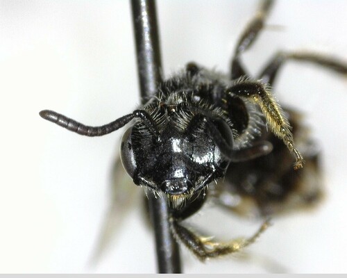 iNaturalist observation photo of Panurginus