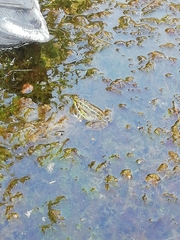 Pelophylax perezi